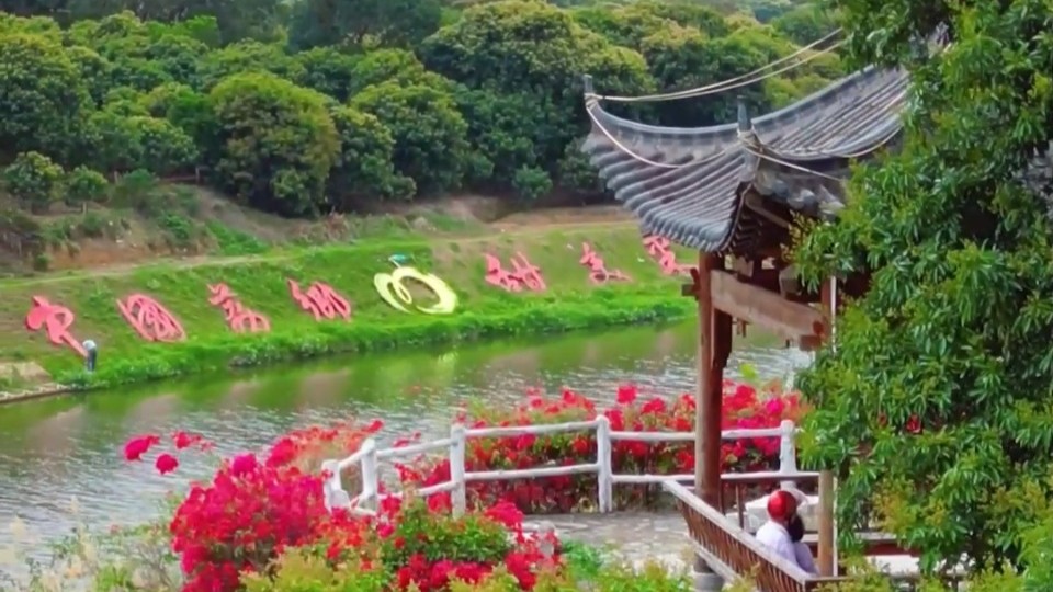 Lychee flowers in full bloom in Maoming's Gaozhou