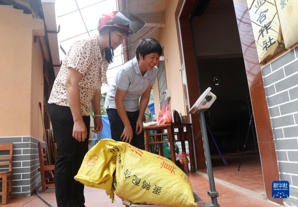 　　在广西苍梧县六堡镇山坪村，祝雪兰（右）和村民一起称刚采回来的茶叶重量（2022年9月22日摄）。新华社记者 陆波岸 摄