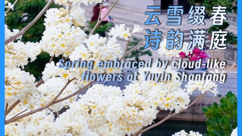 Spring embraced by cloud-like flowers at Yuyin Shanfang