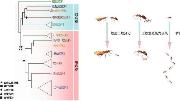Scientists uncover genetic innovation underlying evolutionary success of ants