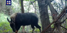 Goat or deer? A "mythical" animal appears in Guangdong Goat or deer? A "mythical" animal appears in Guangdong