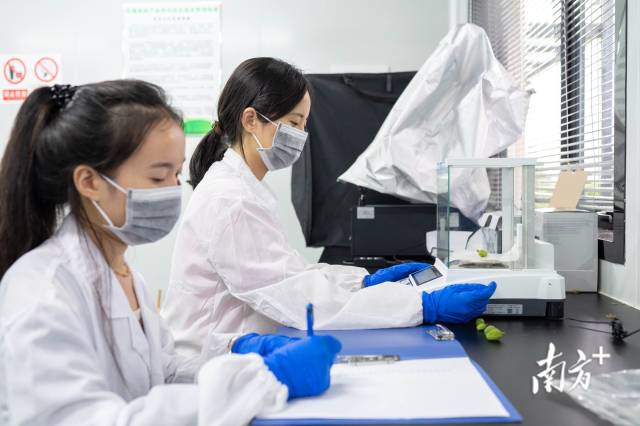 广东从化荔枝科技小院专项硕士温冰怡（右）和同学将收集的落果带回实验室，开展研究。