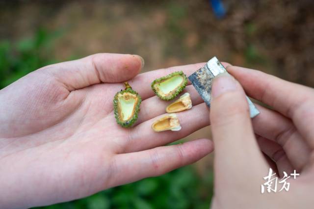 广东从化荔枝科技小院专项硕士温冰怡将荔枝落果对半切开，取样分析种子大小和果皮果实的生长发育规律。