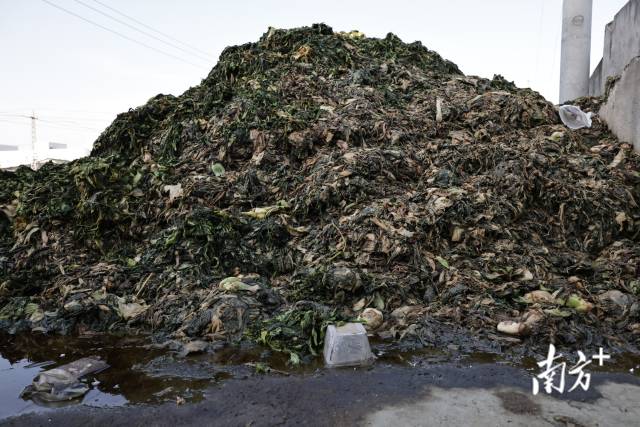 堆在地上的橄榄菜原料——芥菜。南方日报、南方+ 吴明 拍摄 堆在地上的橄榄菜原料——芥菜。南方日报、南方+ 吴明 拍摄