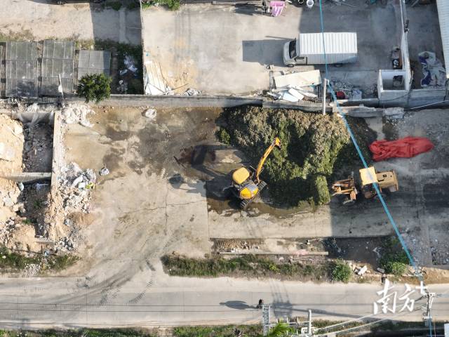 堆积在地上的芥菜,周边环境脏乱。 南方日报、 南方+ 吴明 拍摄 堆积在地上的芥菜,周边环境脏乱。 南方日报、 南方+ 吴明 拍摄