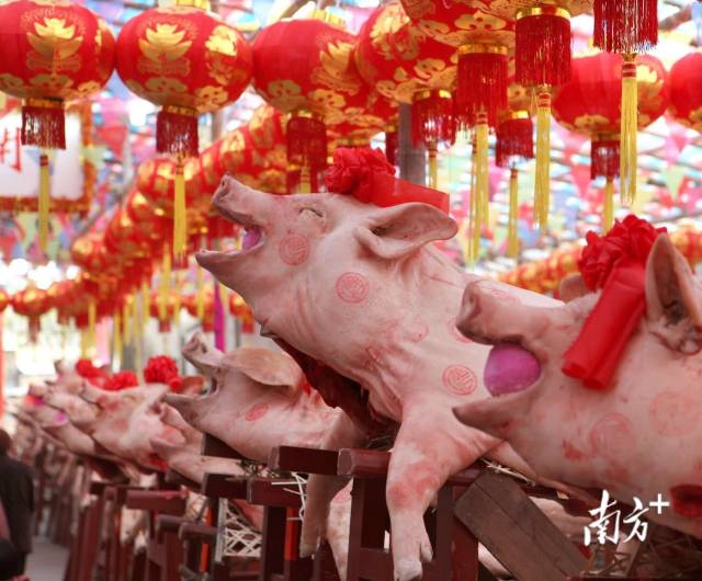 正月十七，汕头市澄海区上华镇冠山村举行一年一度的“赛大猪”。 