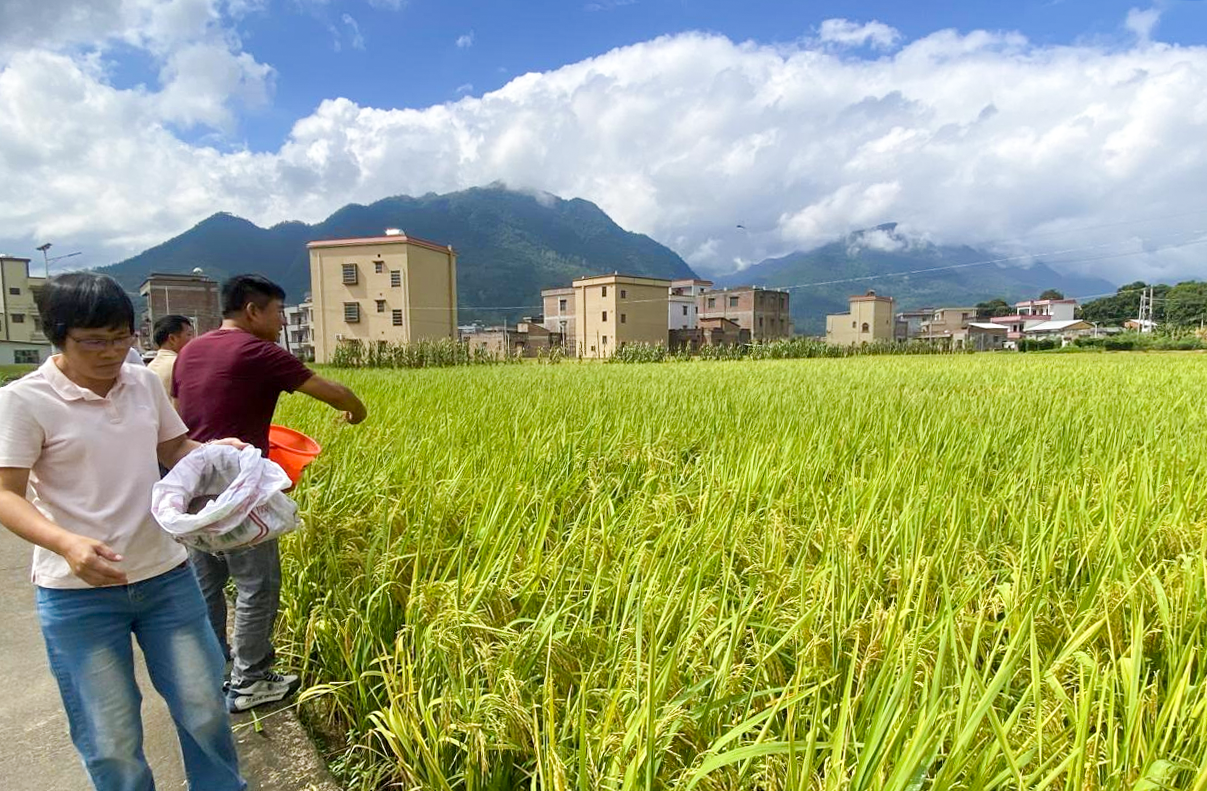 罗定市大力推广紫云英绿肥种植