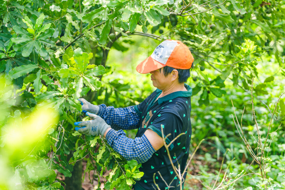 佛山坚果(通讯员供图)