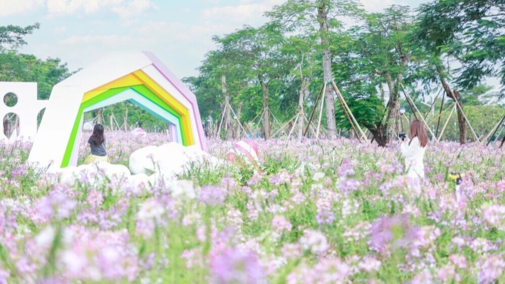 Álbum de fotos | Flores parecem borboletas! Um mar de flores de 15.000 m² em Hengqin!