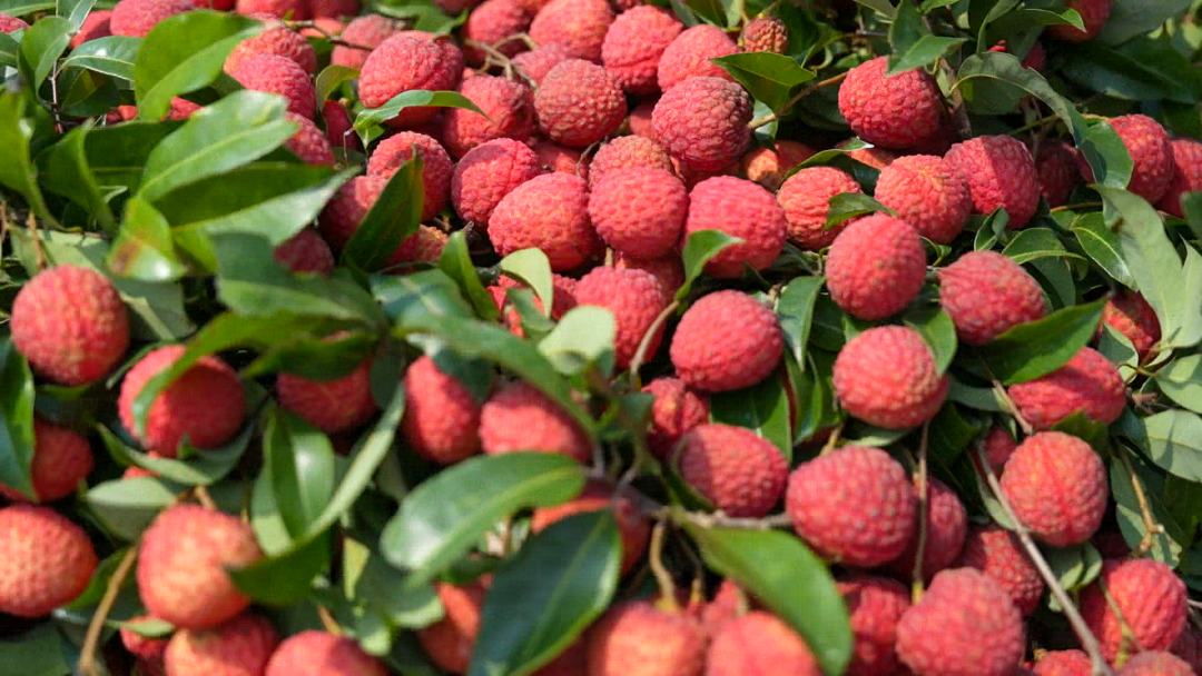 侧记丨罗定市黎少镇：从“枝头鲜果”到“富民金果