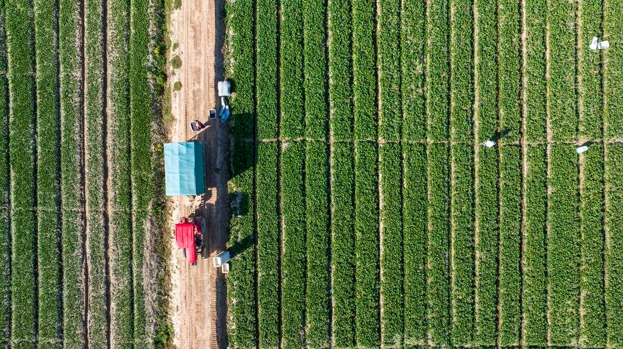 Harvest season in NW China's Ningxia