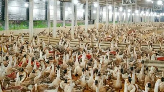 我“鹅”出息了！