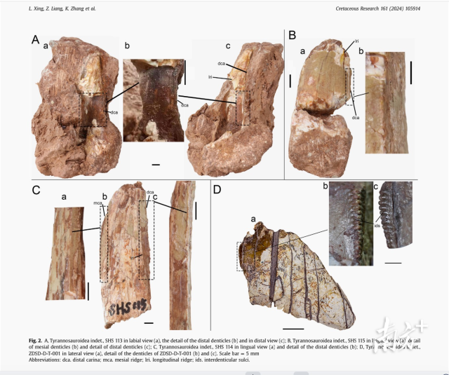 广州天河和肇庆四会共发现4枚暴龙超科牙齿化石，相关研究文章发表于国际地学刊物《白垩纪研究》。