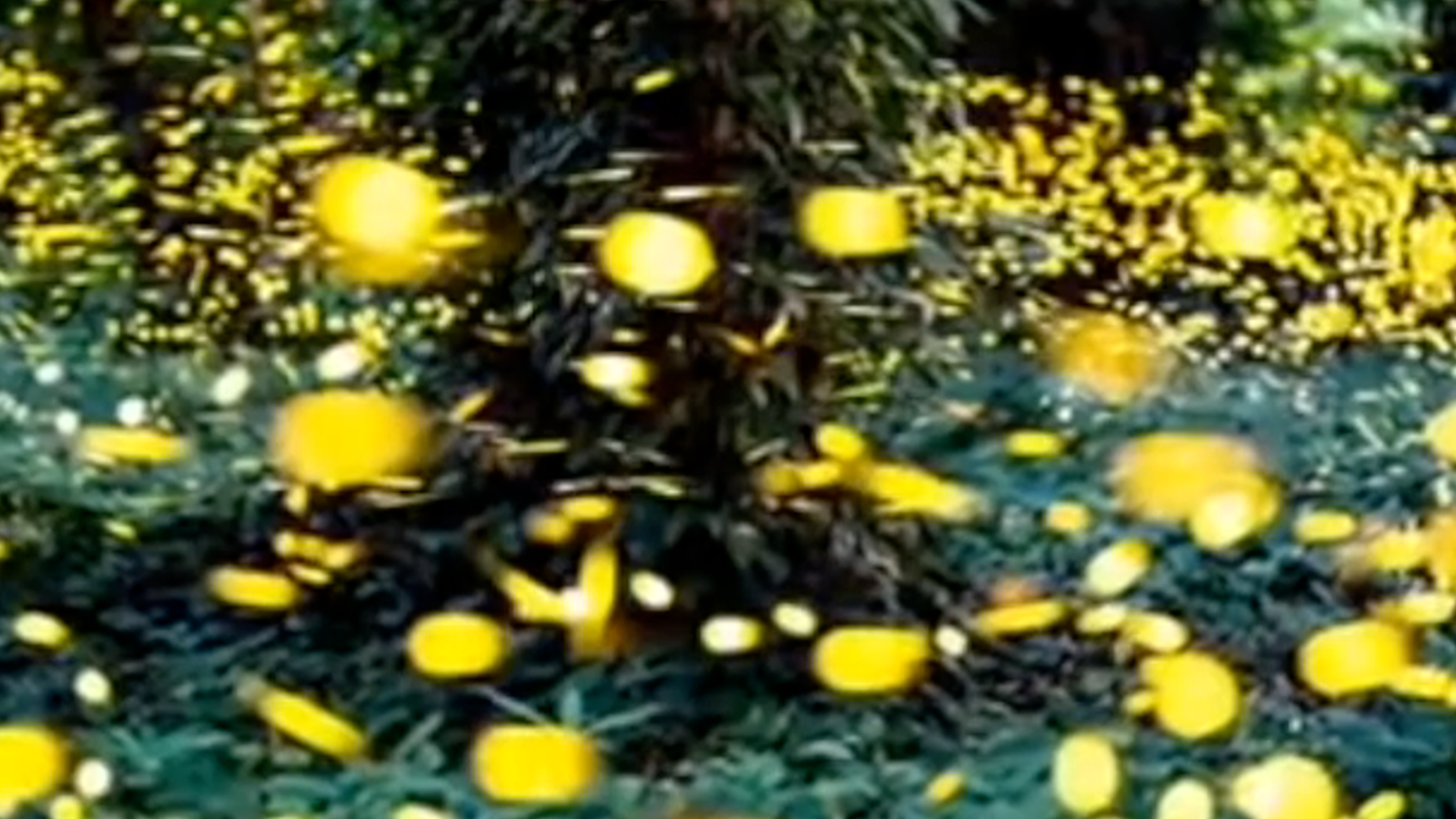 A night visit to the firefly forest in Guangzhou