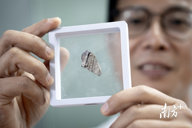 发现于广州市天河区国际金融城建筑工地的暴龙超科牙齿化石。