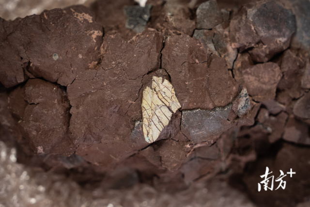 广州首次发现暴龙超科牙齿化石。