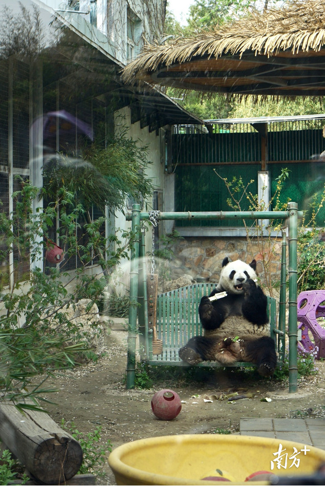 熊猫“萌兰”在摇椅上享用早餐 