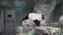 实地探访北京动物园，熊猫“丫丫”新家条件如何？