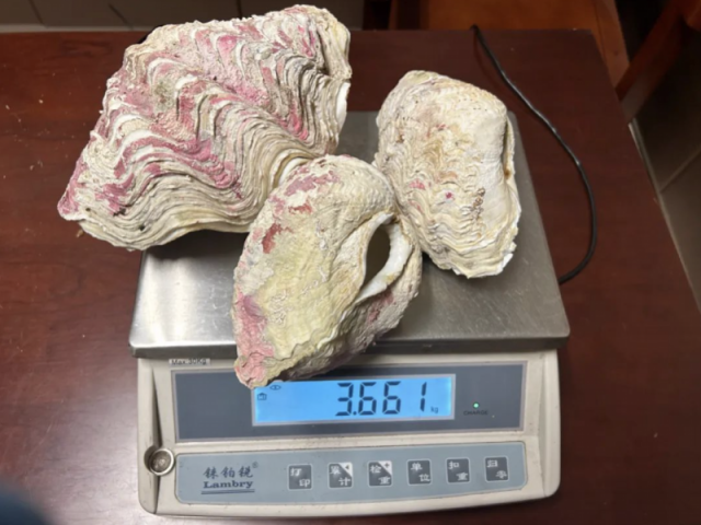砗磲数量稀少，日渐濒危。