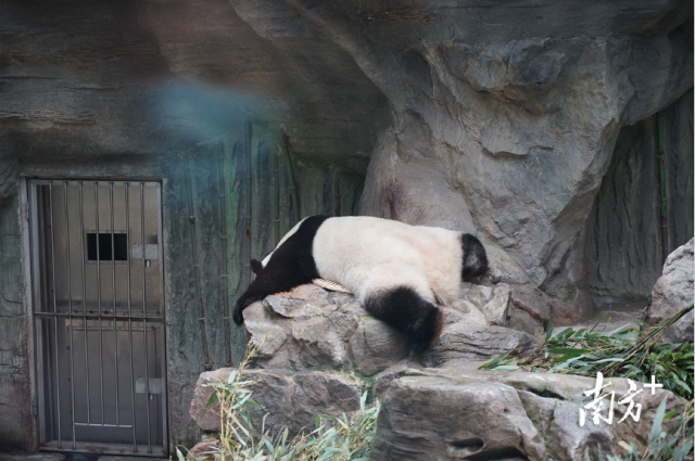 熊猫“白天”正在睡觉 