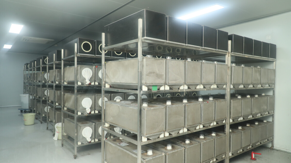 广州黄埔“蚊子工厂”构筑基孔肯雅热科技防线