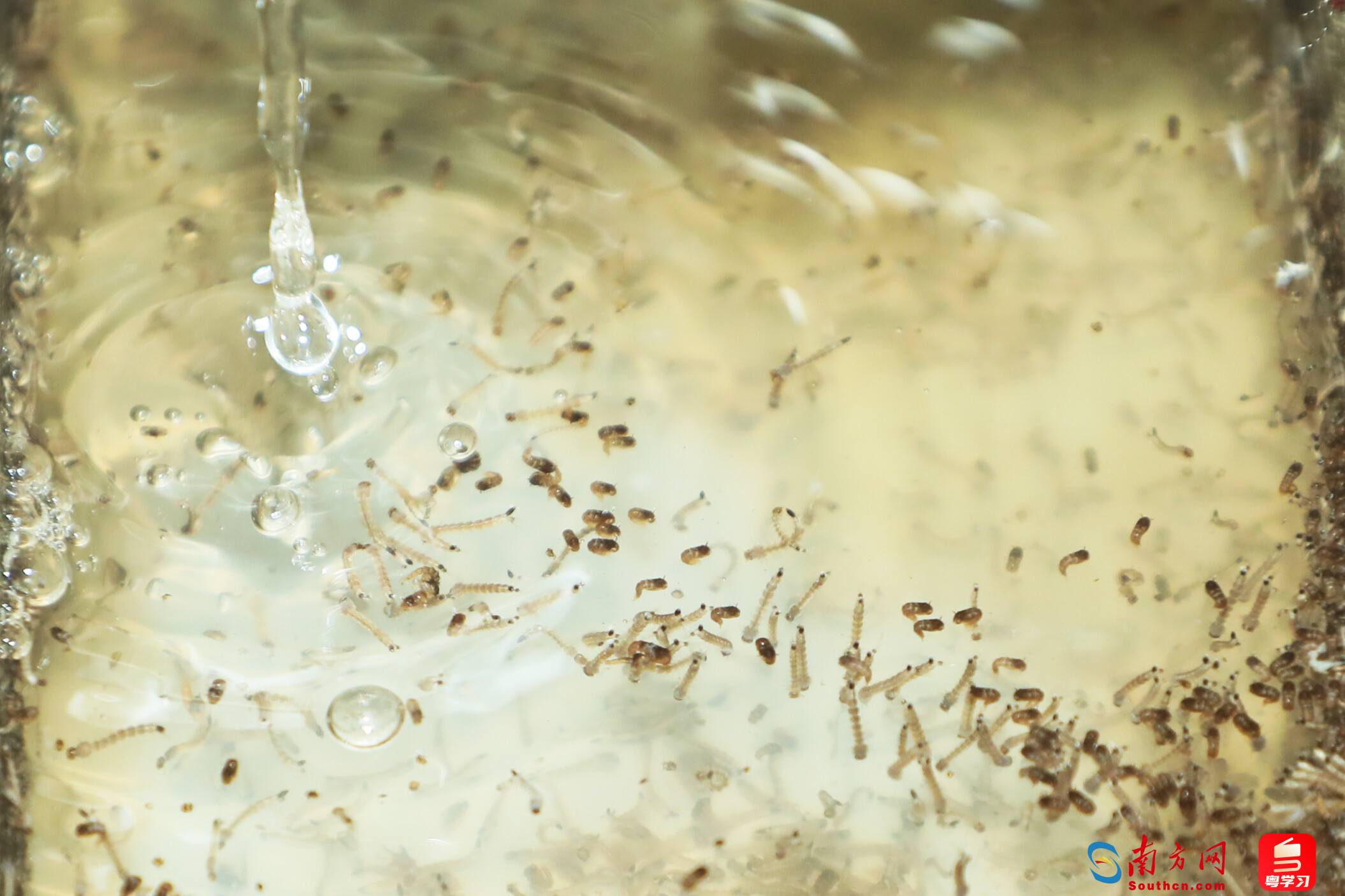 白纹伊蚊幼虫大规模饲养车间 李剑锋 摄