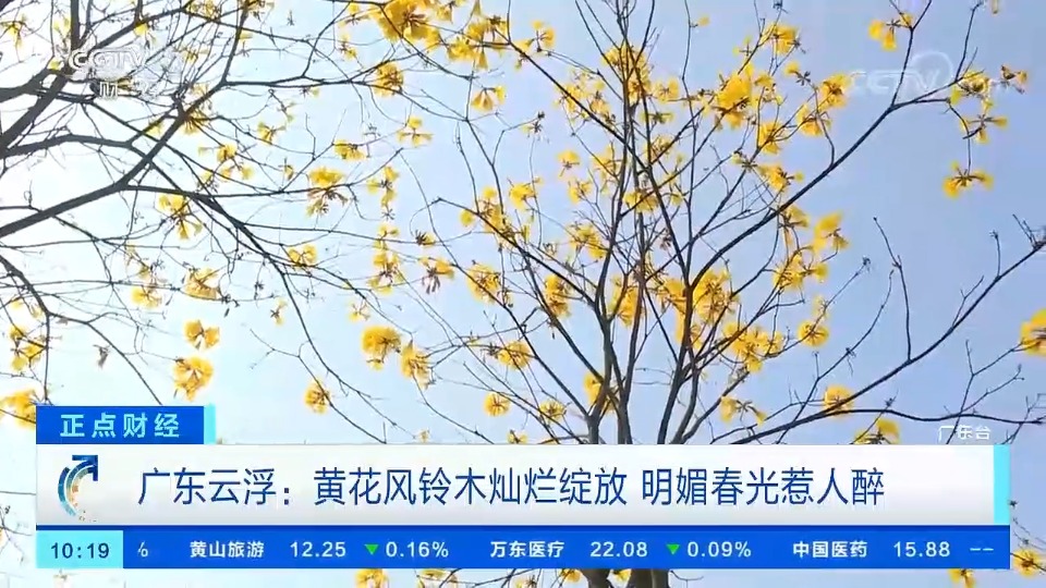央视报道丨广东云浮：黄花风铃木灿烂绽放 明媚春光惹人醉