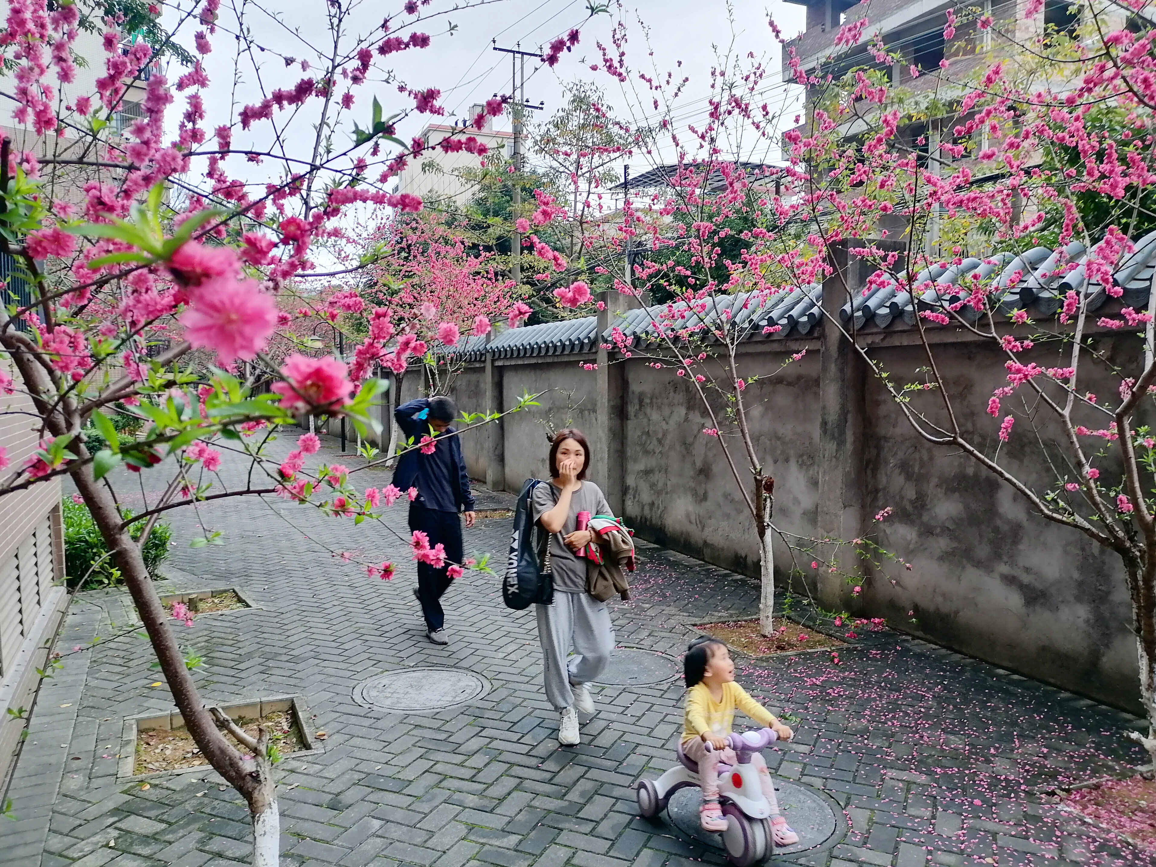 这条隐藏在云城小区的“桃花小径”，美！