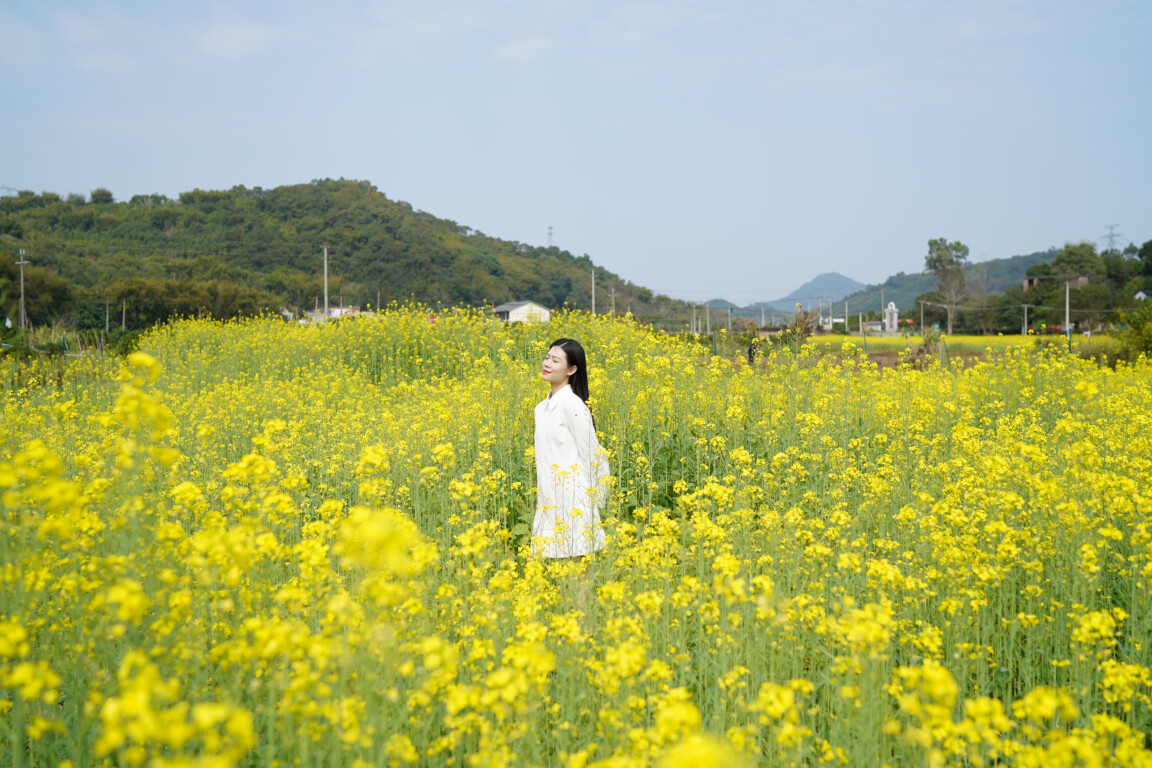 美！油菜花开迎春来