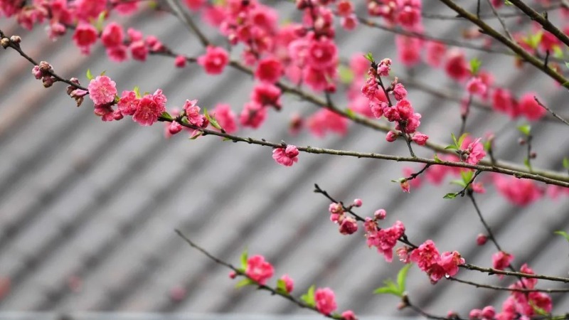 不骗你，云浮的花真的美丽“动”人~