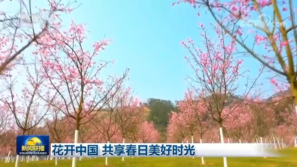 央视新闻联播报道丨广东云浮：樱花盛开 浪漫无限
