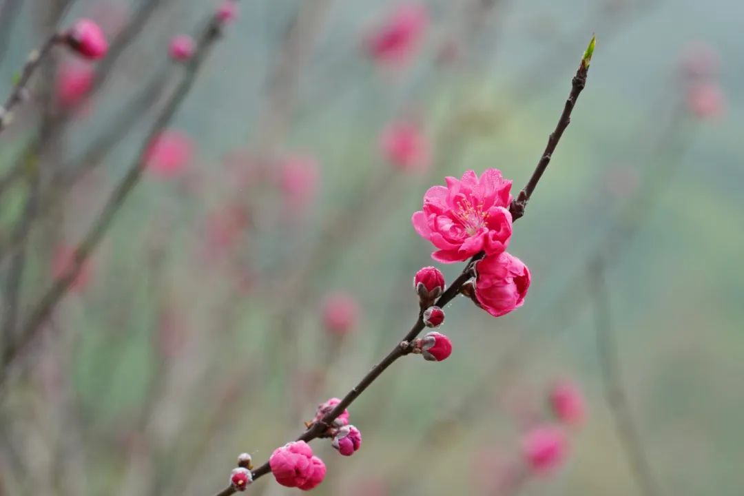 【精彩视频】春风拂面笑颜开 大金山桃花迎客来