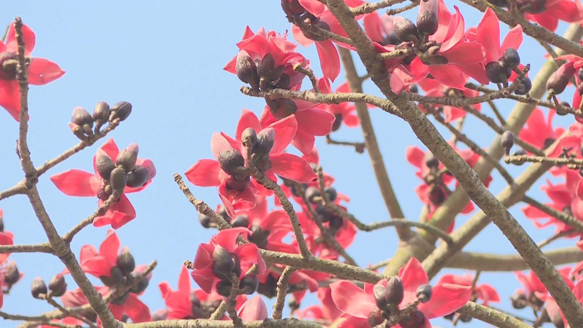 云浮：木棉花开春意浓