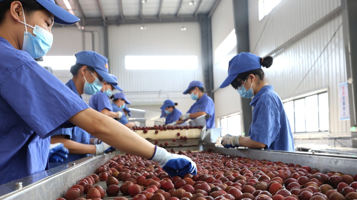Lychee exports boom on efficient policies