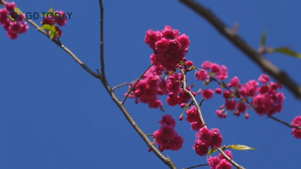 Cherry blossoms in the South China Agricultural University begin to flower