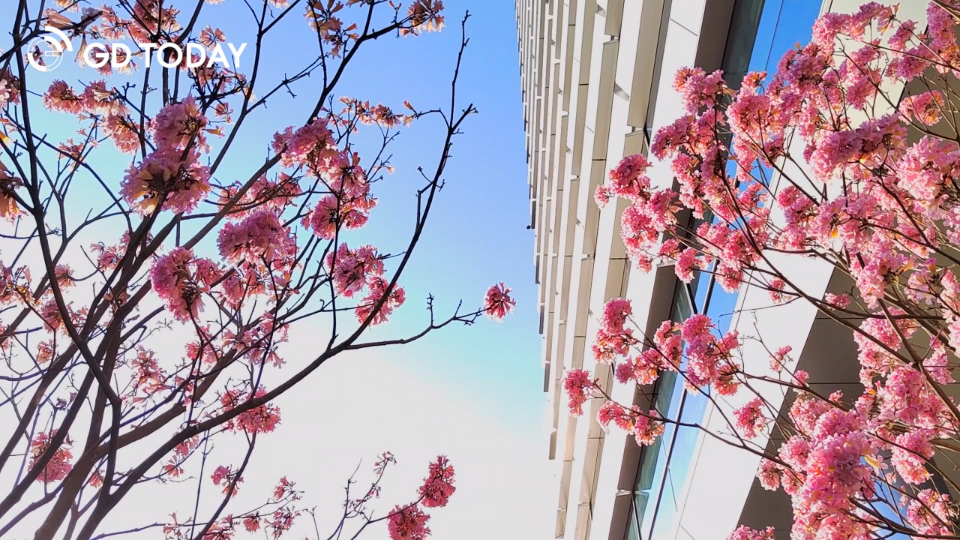 Pink trumpet trees blossoming in Guangzhou