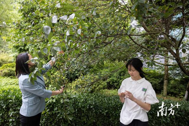 经过一棵野樱桃树，李秀华摘果子给邓琪倩品尝，并告诉她，在映秀山里的老家，野樱桃树漫山遍野。