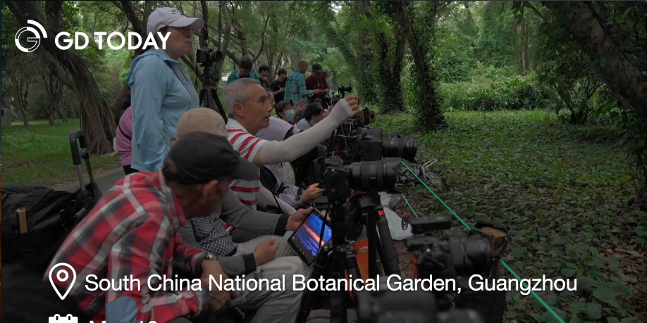 Guangdong enters best viewing season for fireflies and where to see