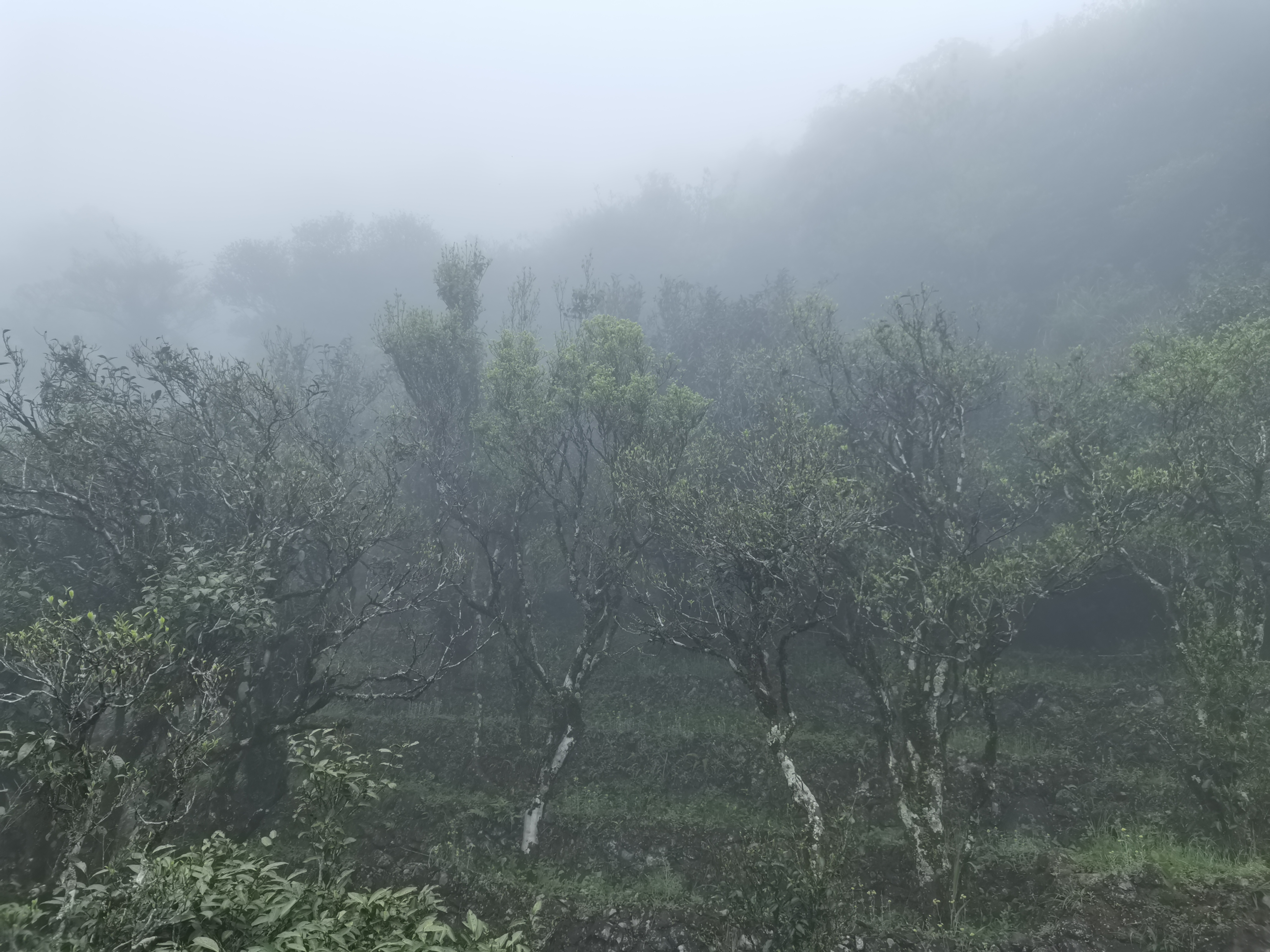 （凤凰山湿润的气候非常适合茶叶的生长，越是经常被云雾滋养的茶树，成品效果越好，价格也卖得更高。）