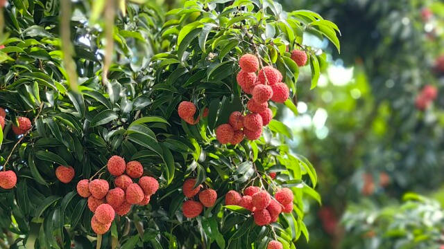 Guangdong sets special price for litchi international air freight