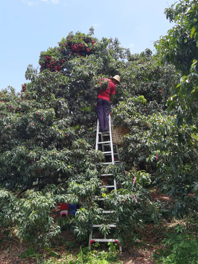 工人在月亮湖基地采摘荔枝。曾亚妮 摄 工人在月亮湖基地采摘荔枝。曾亚妮 摄