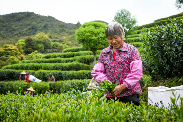 茶叶是梅江区的农业特色产业、农户增收致富的“绿色银行”。何森垚摄