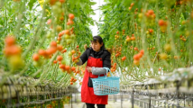 【奋进的春天】强村富民描绘乡村振兴画卷 【奋进的春天】强村富民描绘乡村振兴画卷