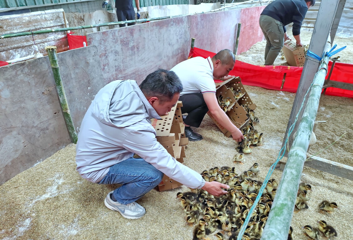 镇能量丨郁南县都城镇大力发展生态综合种养