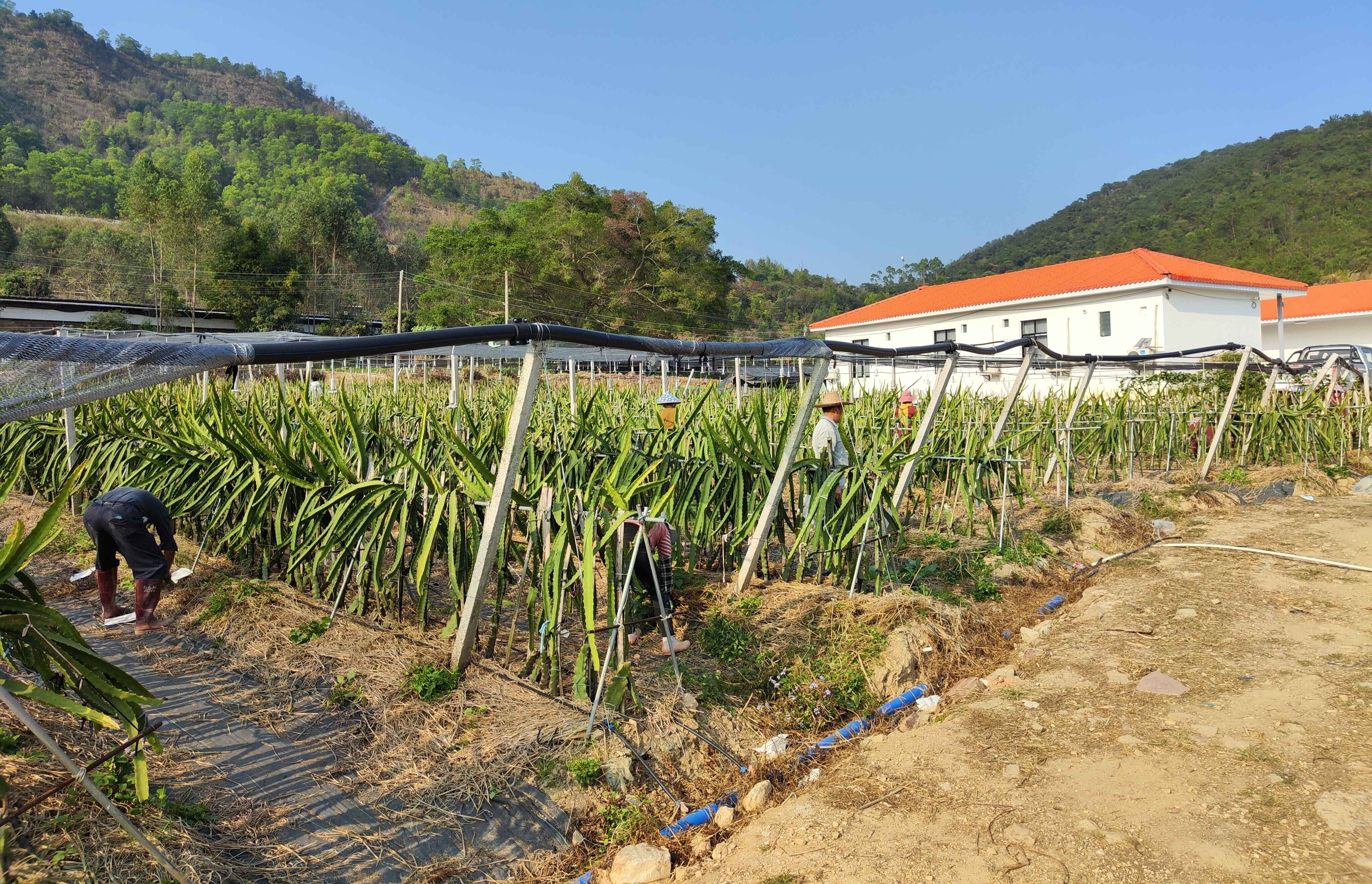 镇出发丨罗定市太平镇土地流转“转”出新天地