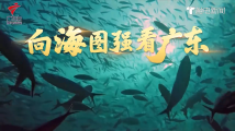 强信心 稳预期 促发展丨青蟹、草鱼、鳗鱼远销海内外,广州南沙有座“蓝色粮仓” 强信心 稳预期 促发展丨青蟹、草鱼、鳗鱼远销海内外,广州南沙有座“蓝色粮仓”