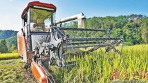高产稳产栽培技术新突破！广东机收再生稻年亩产首次超过1000公斤