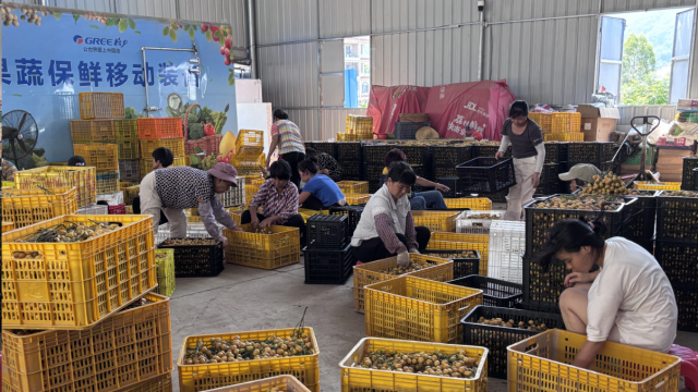 Yunfu's seedless wampee hits market in advance, sparking great demand