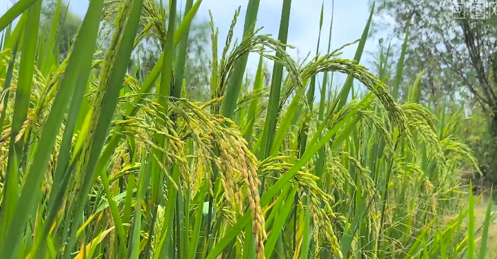 新兴早稻喜迎丰收 预计夏收粮食作物总产量达6.7万吨