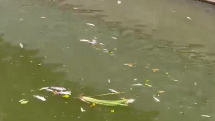 广州荔枝湾涌惊现大量死鱼漂浮，记者实探：已打捞清理